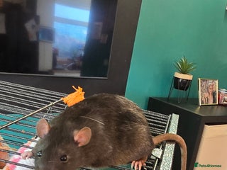 Rat rodents Rat - Advert 4