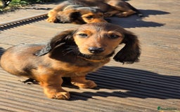 Dachshund dogs for sale: Red long-haired standard dachshund puppies - Image 26