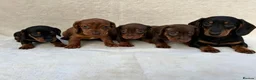 Miniature Dachshund dogs for sale: Dachshund 4 Boys available  - Advert 11