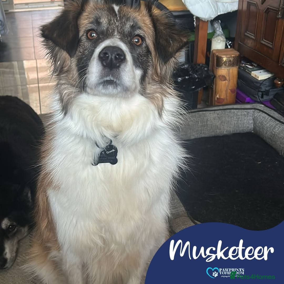 Mixed Breed dogs Meet Musketeer,  currently residing in Fife - Advert 16