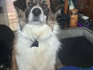 Mixed Breed dogs Meet Musketeer, currently residing in Fife - Advert 16