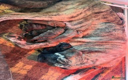 Mastiff dogs for sale: Registered Spanish mastiff puppies  - Image 12