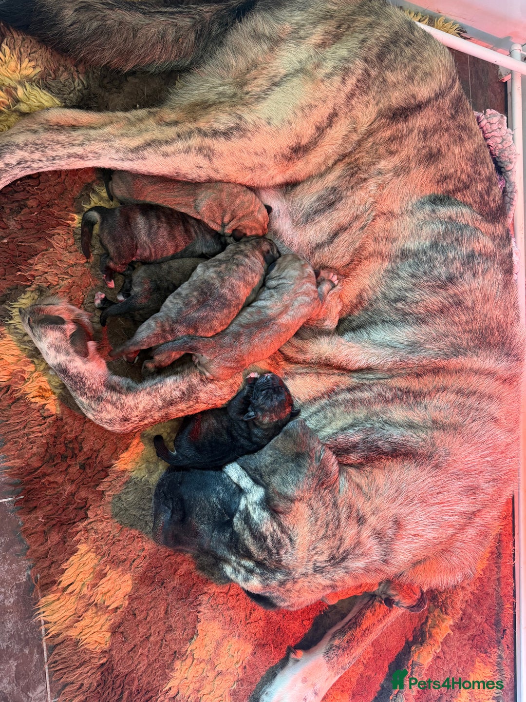 Mastiff dogs for sale: Registered Spanish mastiff puppies  - Image 12