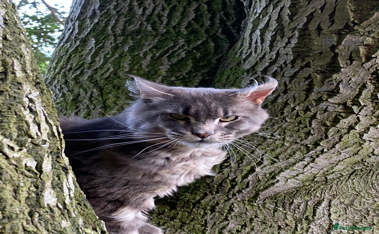 Maine Coon cats - Advert 11