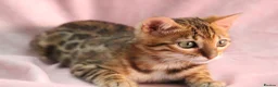 Bengal cats for sale: 🔥Beautiful Bengal girl available🔥 - Advert 8