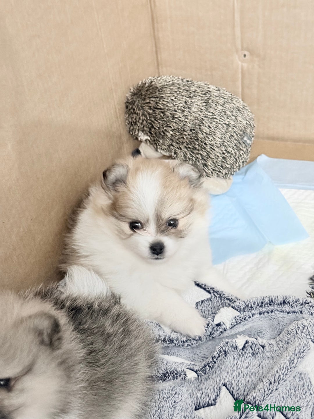 Pomchi dogs for sale: 3/4 Pom 1/4 chi Pomchi F1BB - Advert 32
