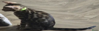 Bengal 2