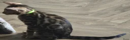 Bengal cats for sale: Prince and princesses seeking human slaves - Advert 20