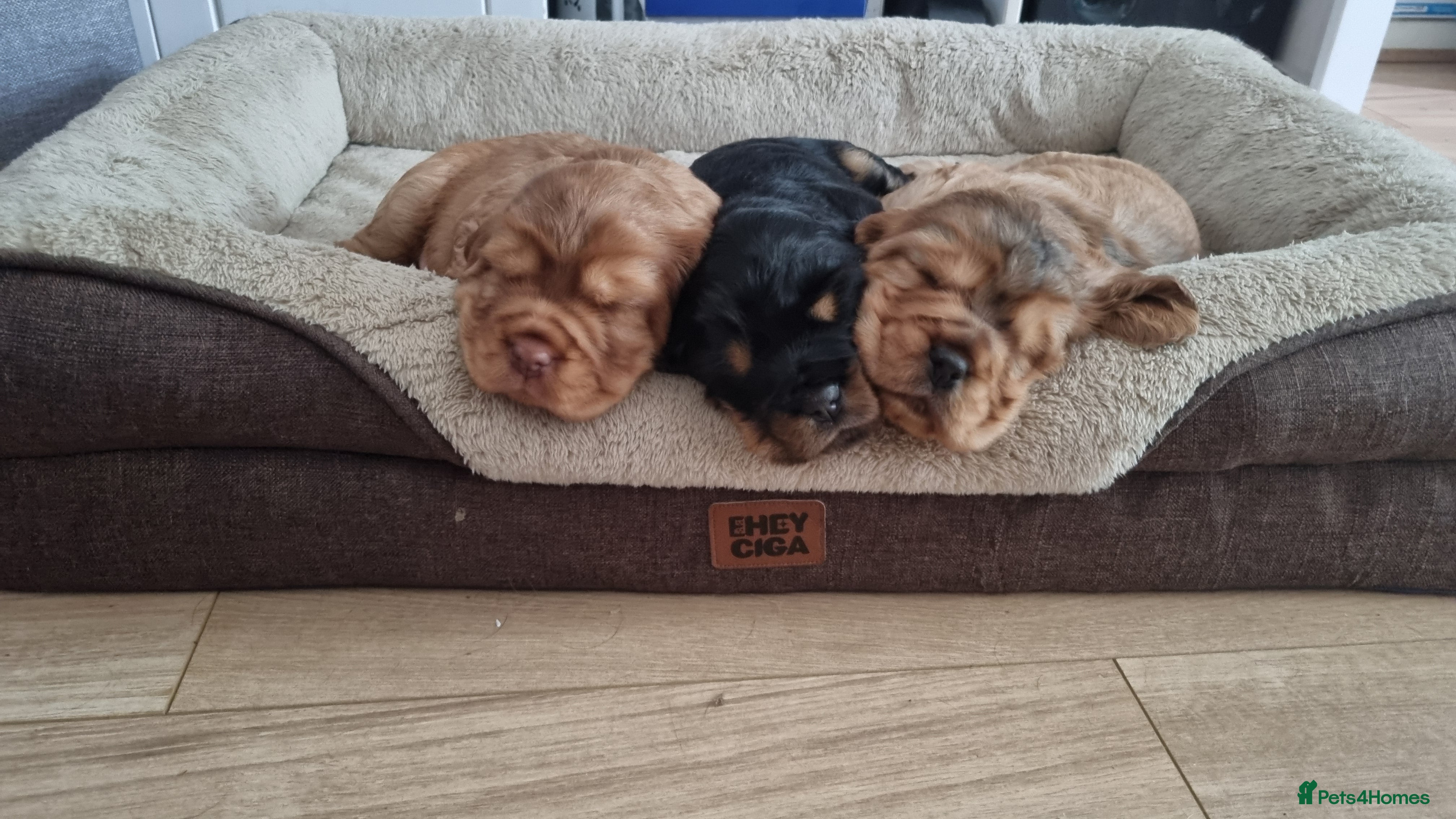 Cocker Spaniel dogs for sale: 🐾 Beautiful Show Type Cocker Spaniel Puppies - Advert 16