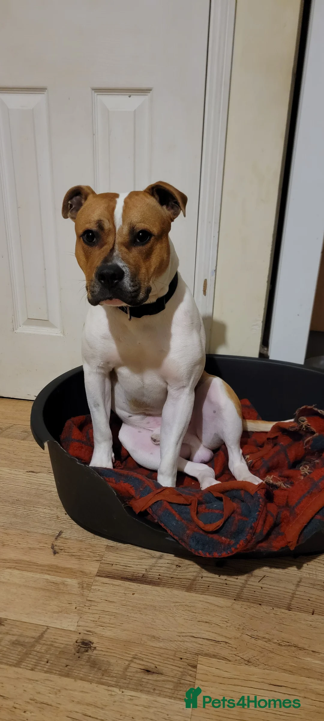 Mixed Breed dogs for sale: Uno.. in King's Lynn - Advert 5