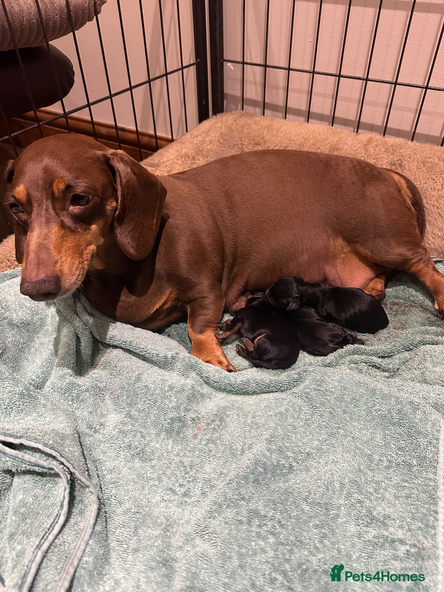 Miniature Dachshund dogs Gorgeous KC reg miniature dachshund puppies  - Advert 2