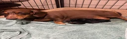 Miniature Dachshund dogs for sale: Gorgeous KC reg miniature dachshund puppies  - Advert 2
