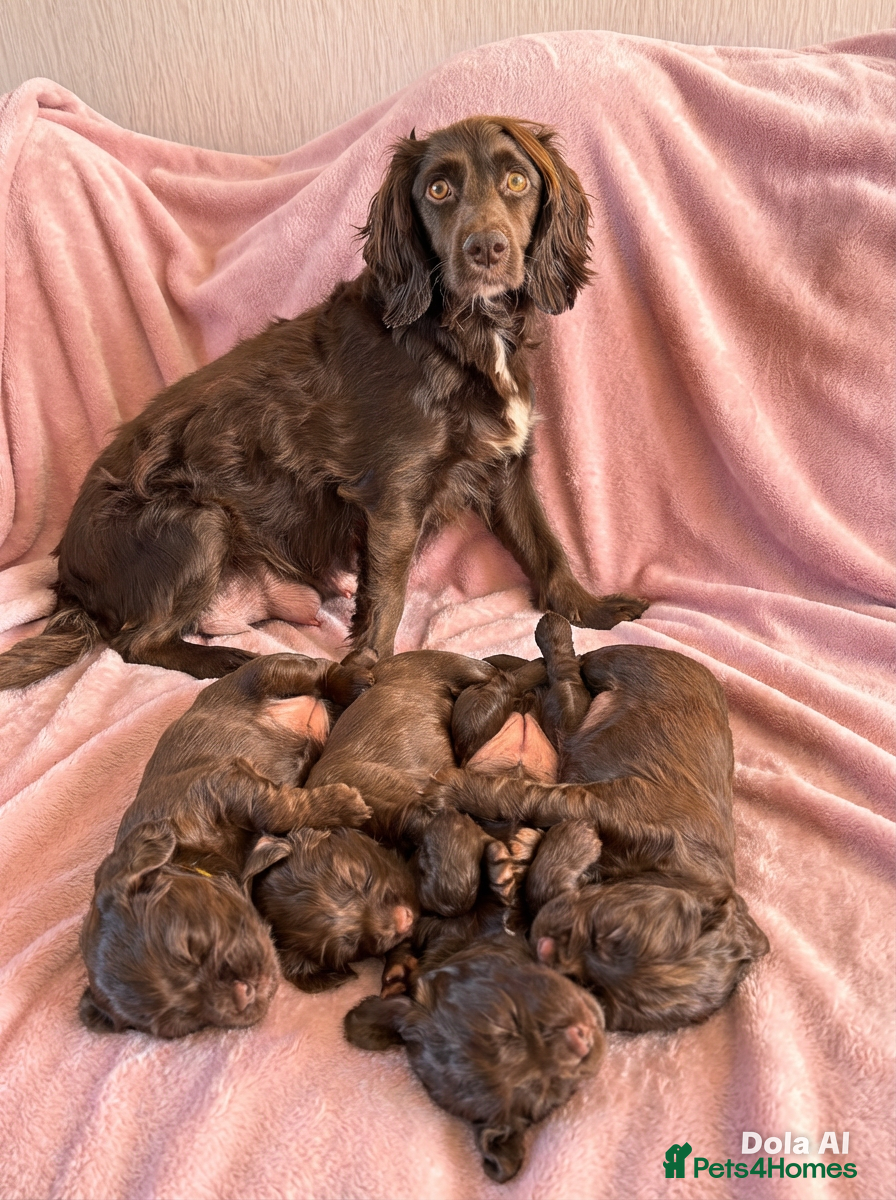 Cocker Spaniel dogs Stunning working cocker spaniel puppy’s  - Advert 9