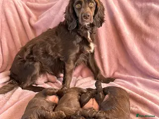 Cocker Spaniel dogs Stunning working cocker spaniel puppy’s - Advert 9