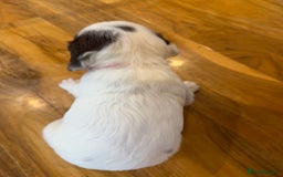 English Springer Spaniel dogs for sale: KC REG FTAW Bred Puppies from excellent lines - Image 7