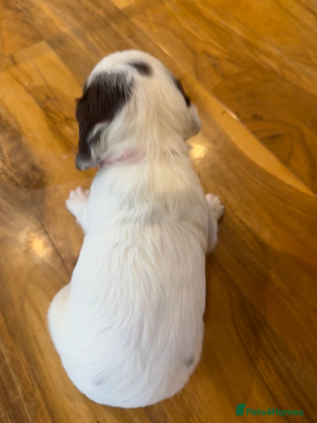 English Springer Spaniel dogs for sale: KC REG FTAW Bred Puppies from excellent lines - Image 7