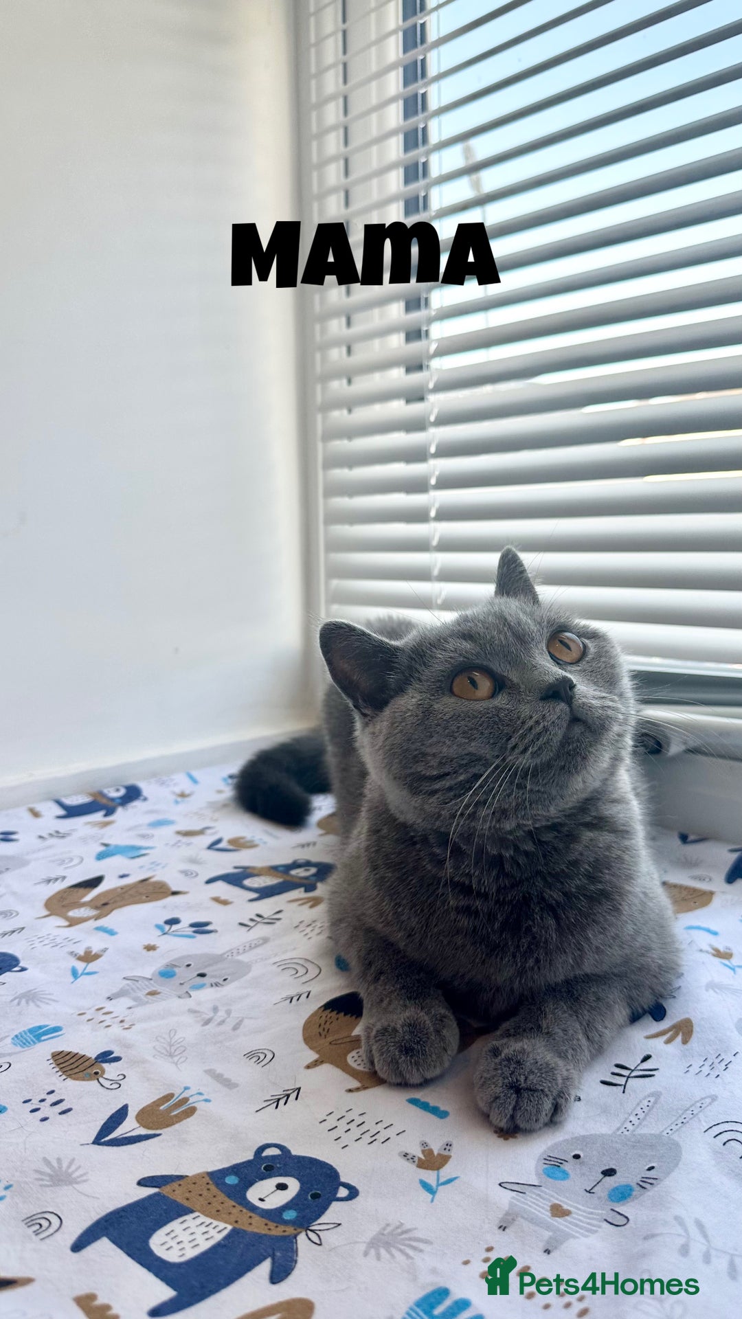 British Shorthair cats for sale: British Shorthair kittens - Image 10