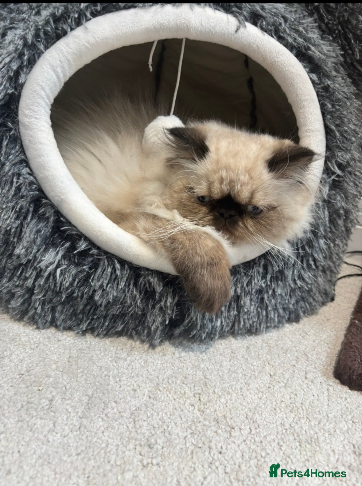 Persian cats Beautiful Himalayan boy kitten  - Advert 1