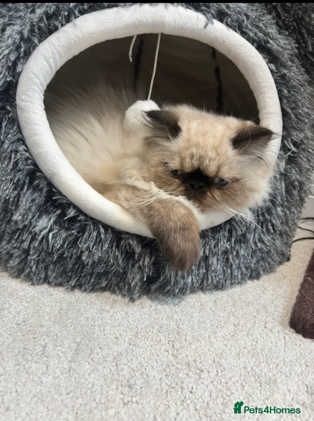 Persian cats for sale: Beautiful Himalayan boy kitten  - Advert 1