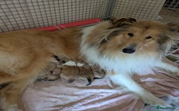 Rough Collie dogs for sale: Carristina Rough Collies - Image 4