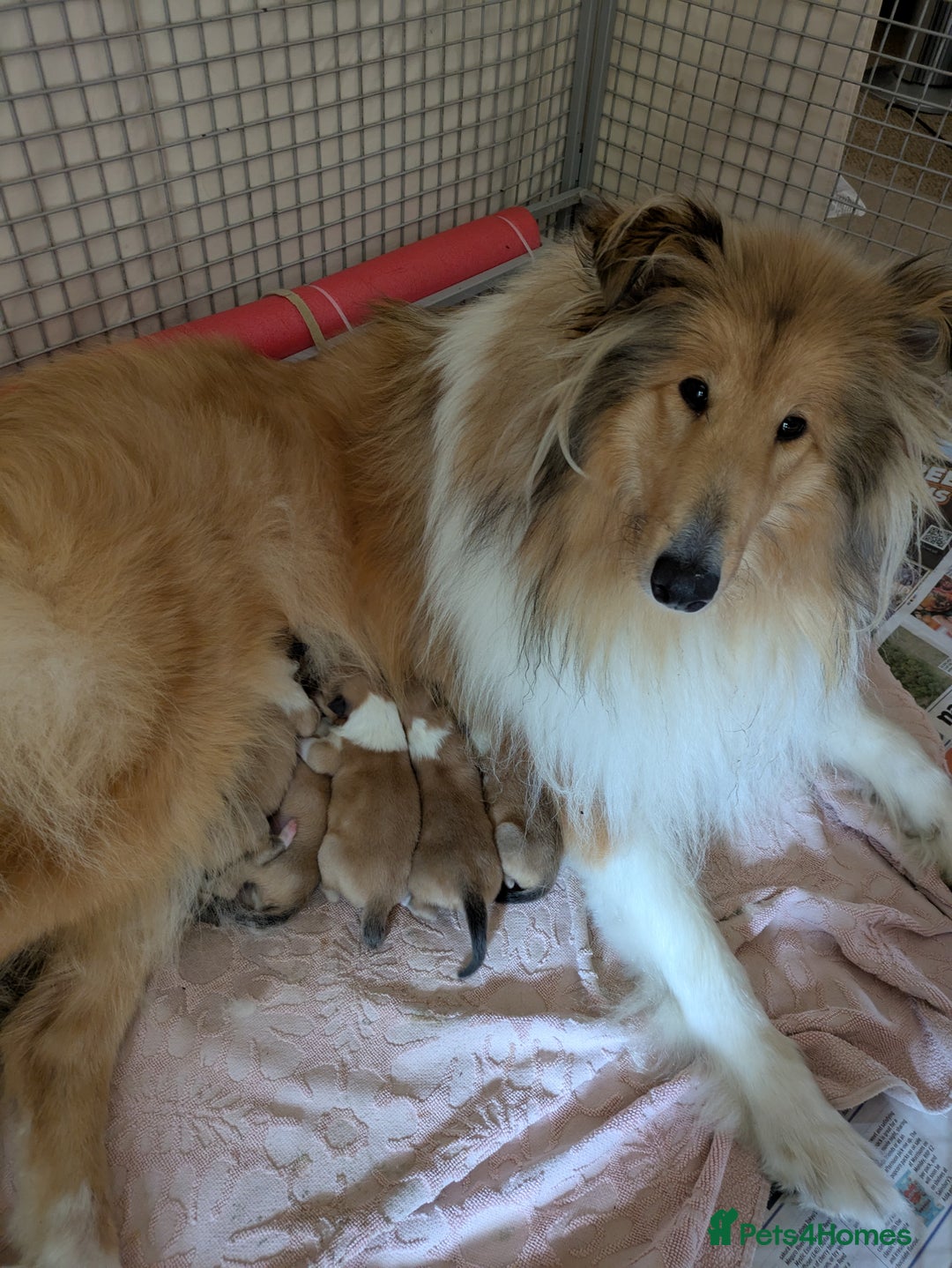 Rough Collie dogs for sale: Carristina Rough Collies - Image 4