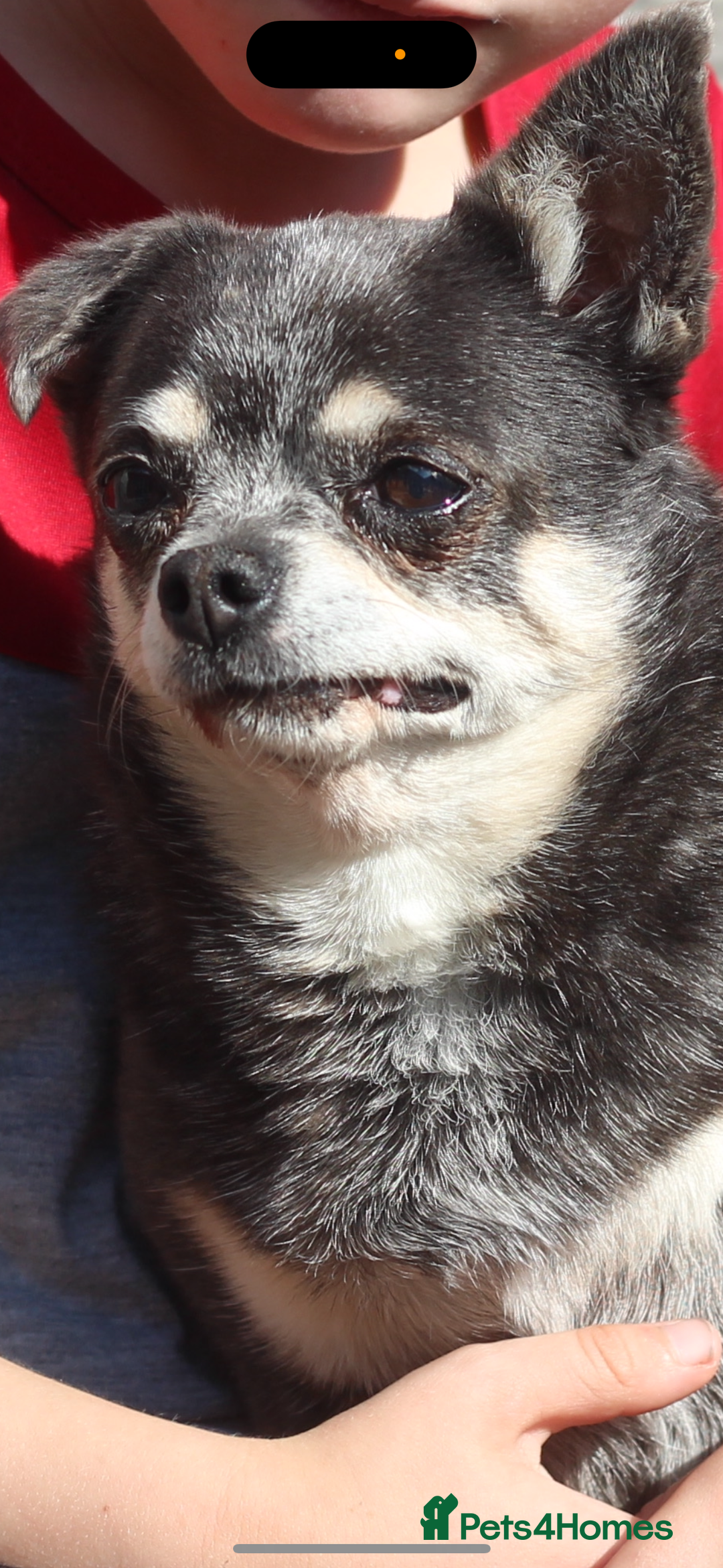 Chihuahua dogs for sale: Chihuahua - Adult - Image 5