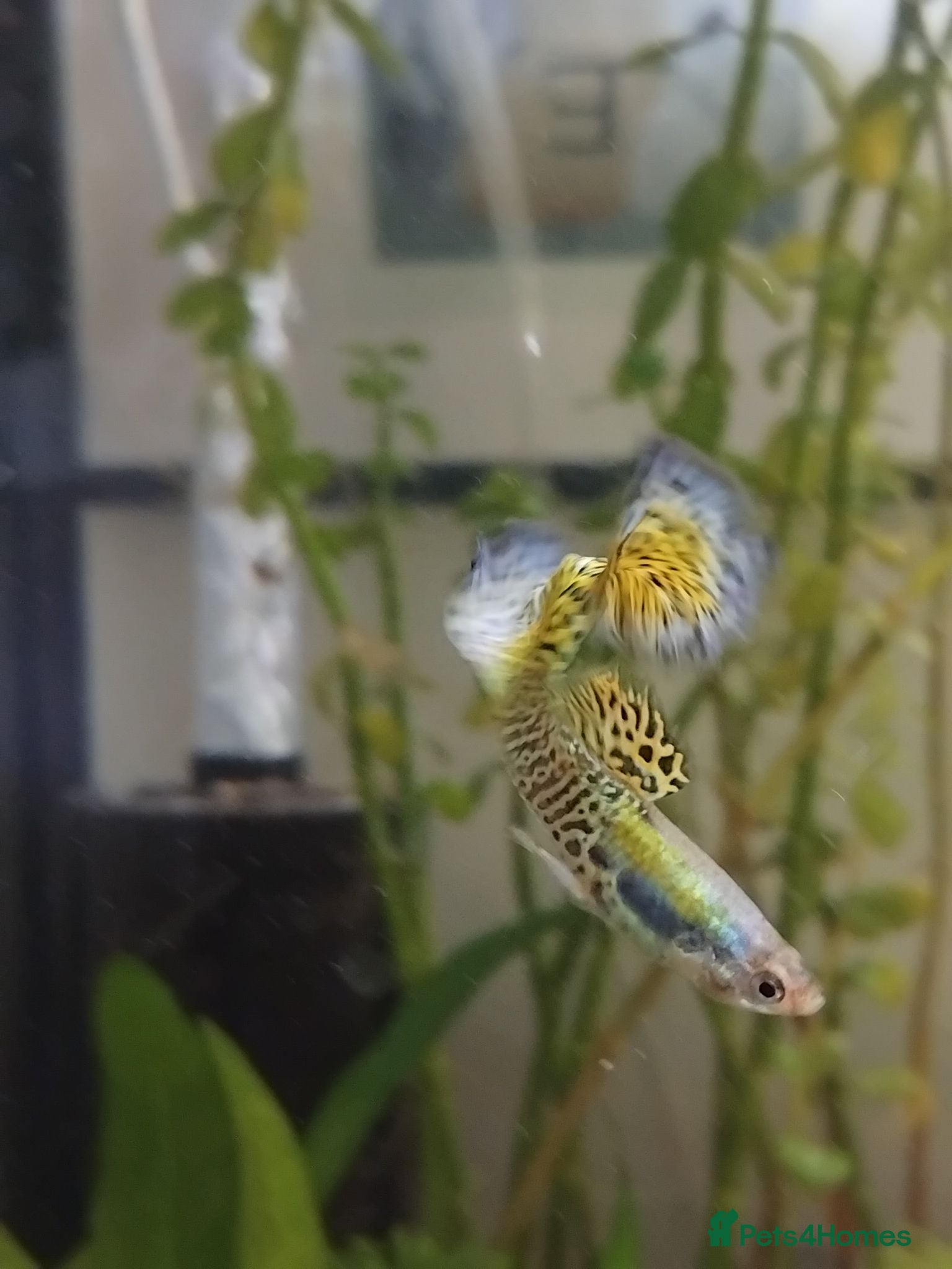 Live Bearers fish 5 male guppies   - Advert 14