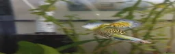 Live Bearers fish for sale: 5 male guppies   - Advert 1