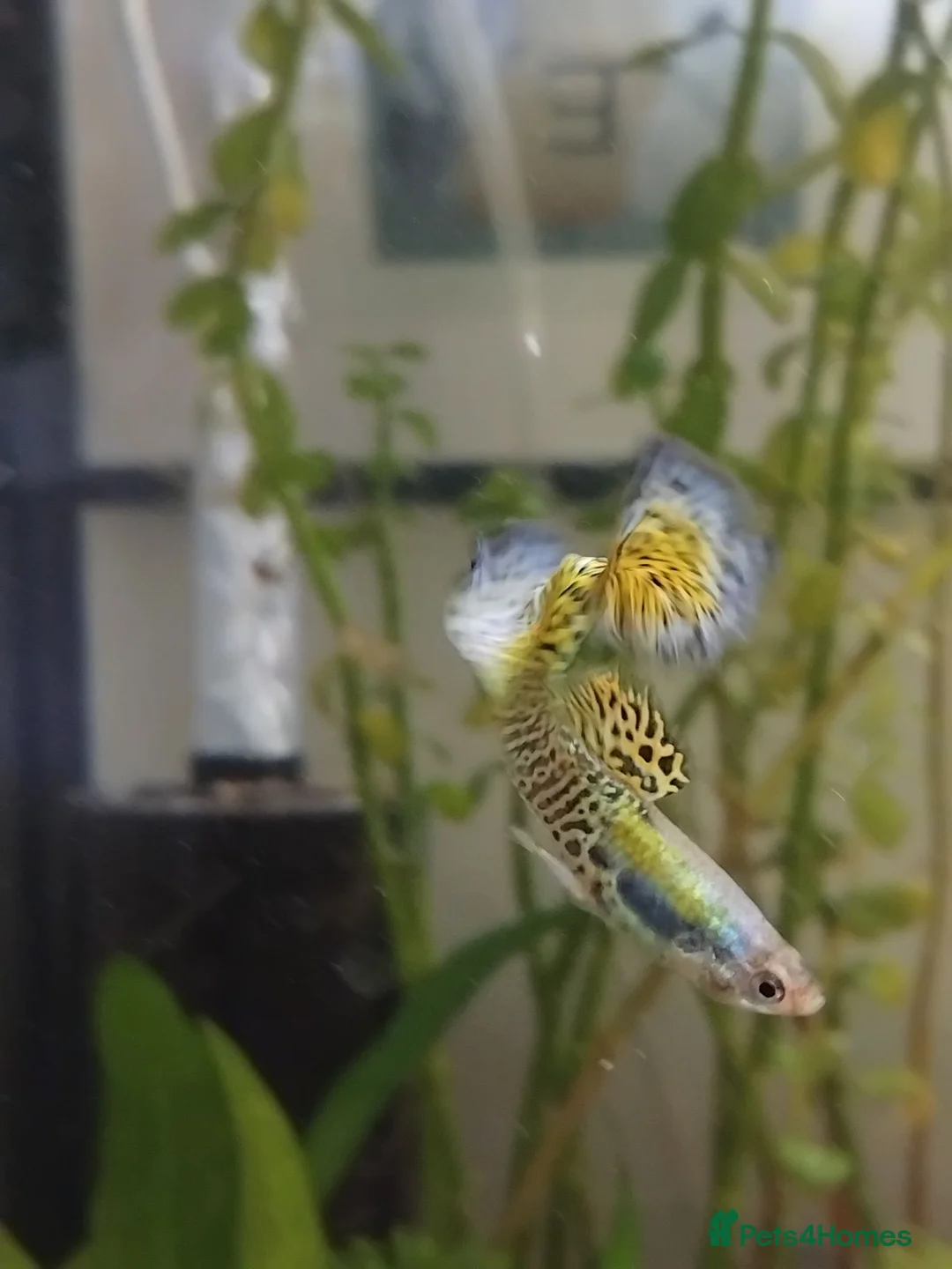 Live Bearers fish for sale: 5 male guppies   - Advert 1