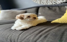 Maltese dogs for sale: maltese puppy for a new family - Image 2
