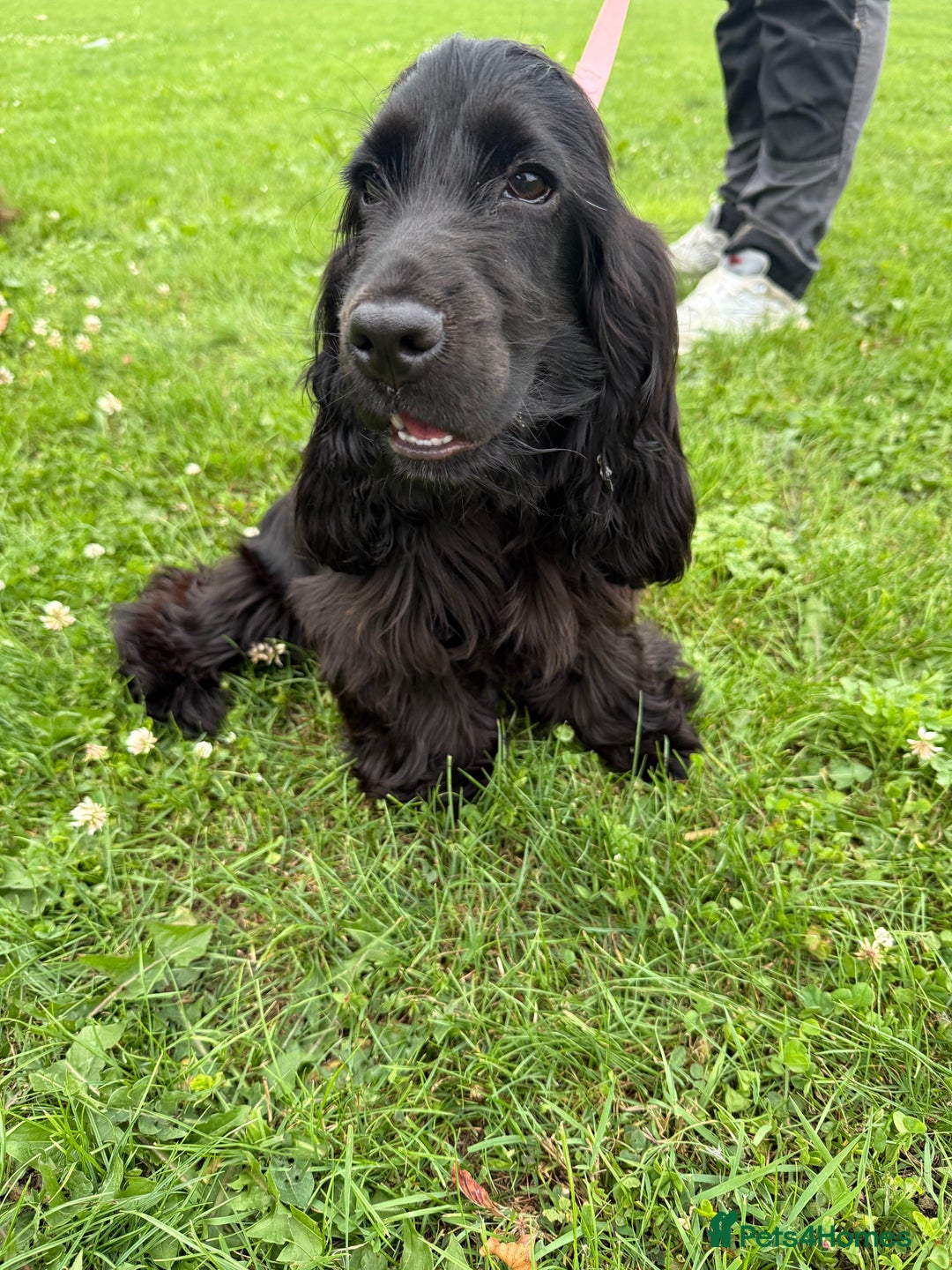 Cocker Spaniel dogs for sale: Stunning KC all black show cocker puppy - Image 3