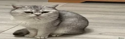 Scottish Fold cats for sale: Scottish fold kittens  in Swindon - Advert 13