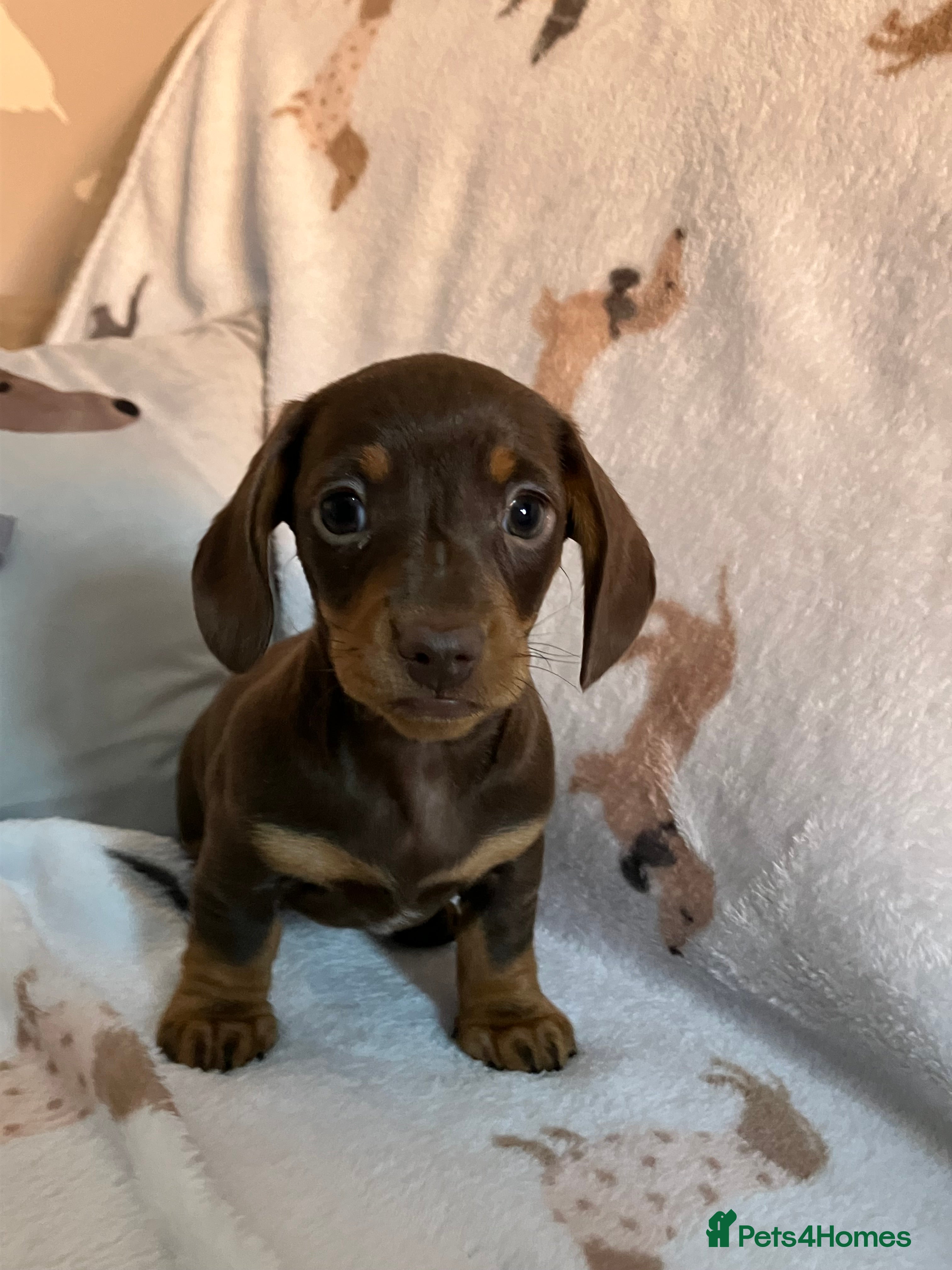 Miniature Dachshund dogs KC Reg Miniature Smooth Dachshund  - Advert 2