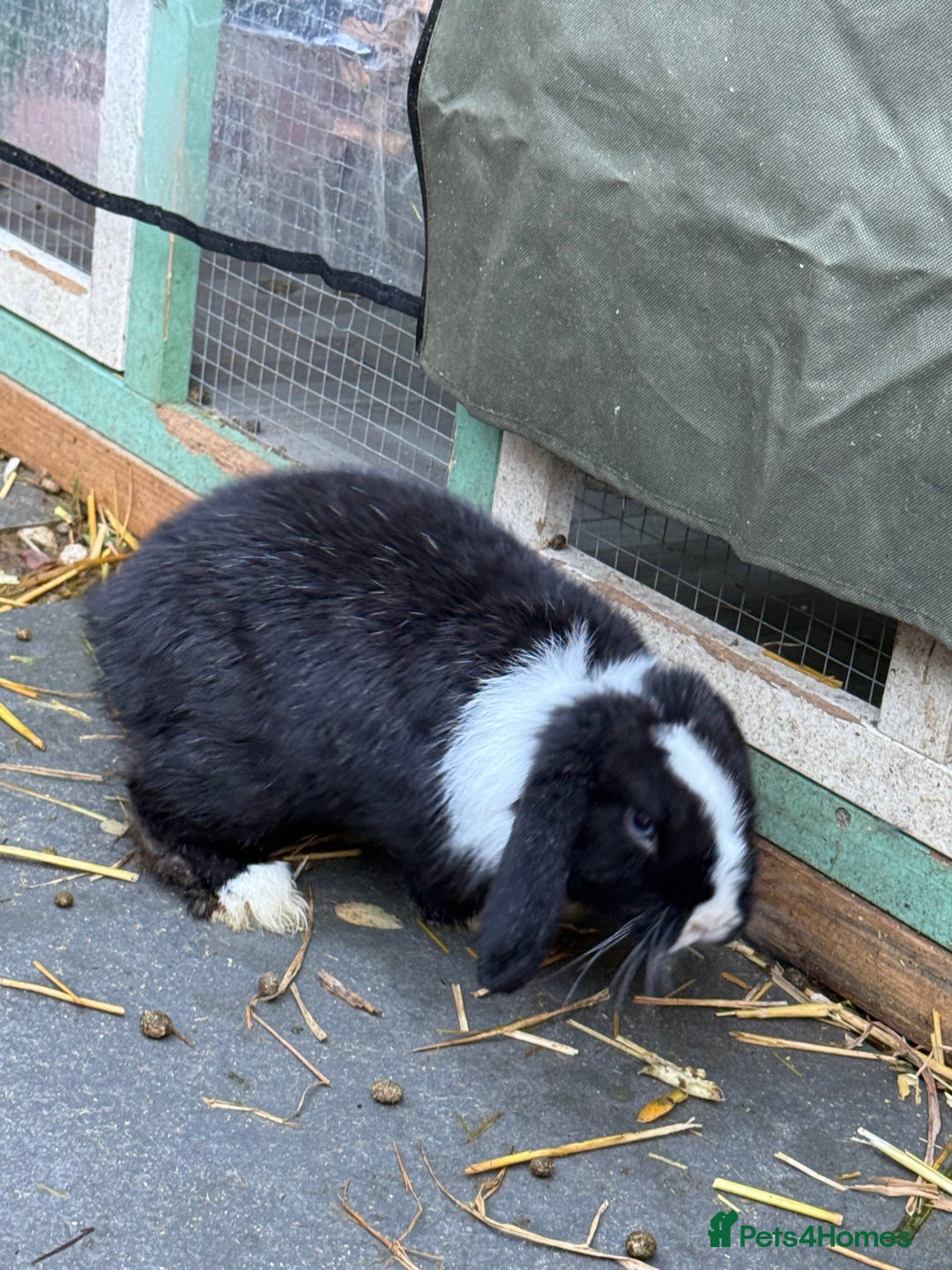 Mini Lop rabbits for sale: VACCINATED 2 Bucks Mini lops 🩵 - Image 7