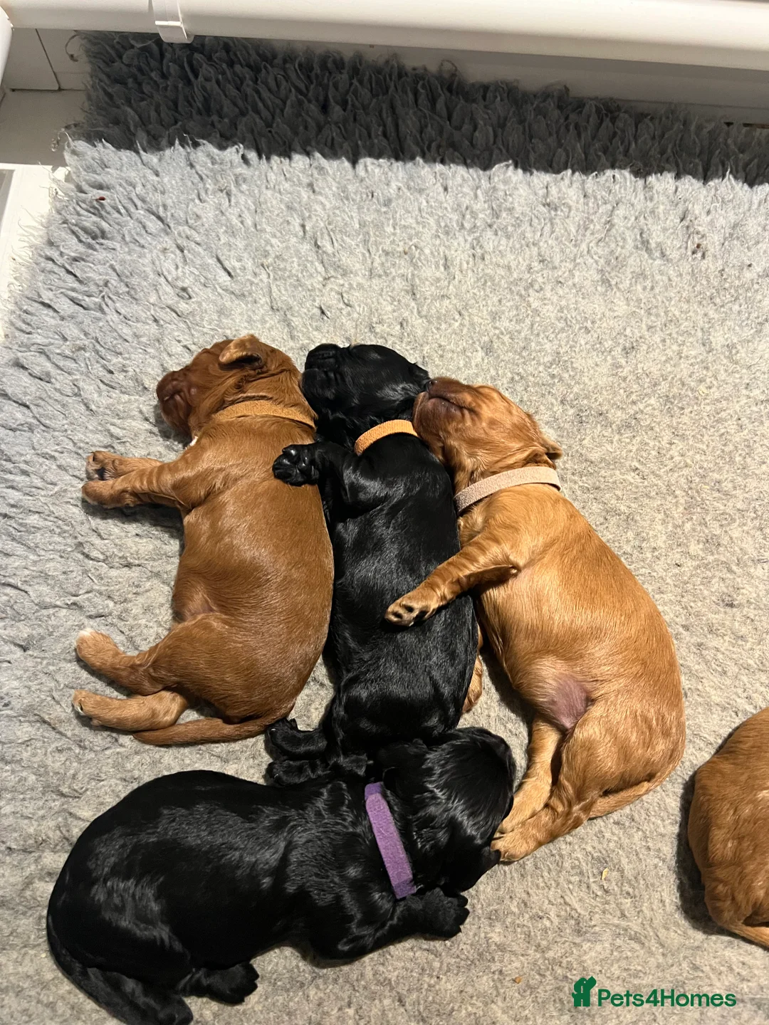 Cockapoo dogs for sale: Gorgeous F1 cockapoos🥰🥰 - Advert 4