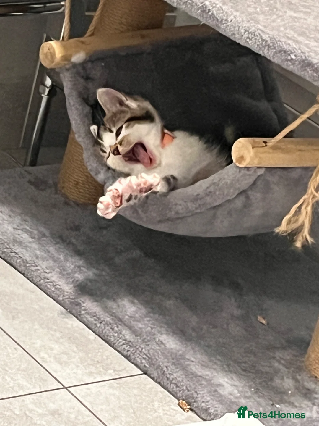 Domestic Shorthair cats for sale: Gorgeous Domestic Short Hair Girl For Sale - Advert 5