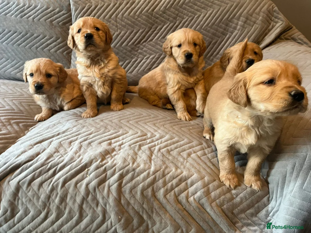 Golden Retriever dogs for sale: Gorgeous dark Golden Retriever pups - Advert 4