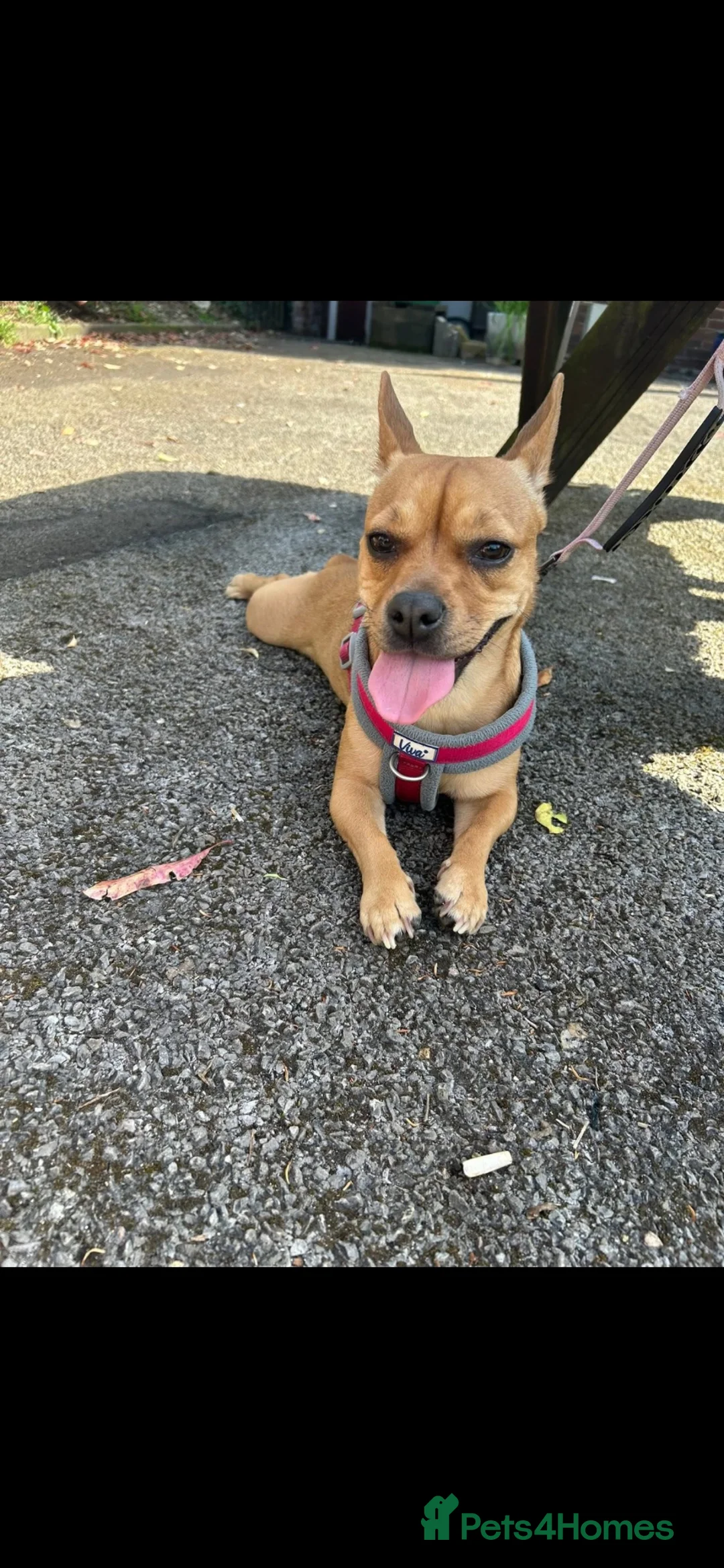 Mixed Breed dogs for sale: Millie - Advert 1