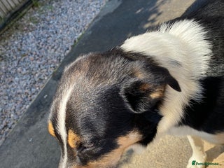 Border Collie dogs - Advert 1