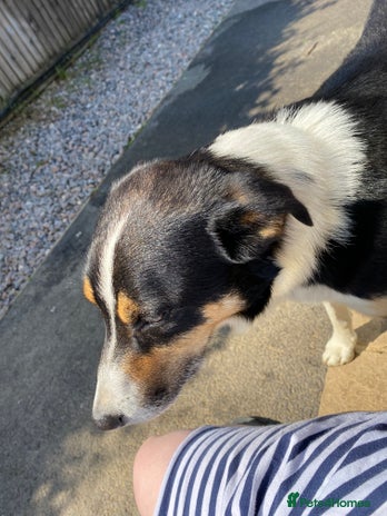 Border Collie dogs - Advert 1