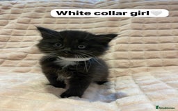 British Shorthair cats for sale: 7 stunning British shorthair cross kittens🩷🩵 - Image 10