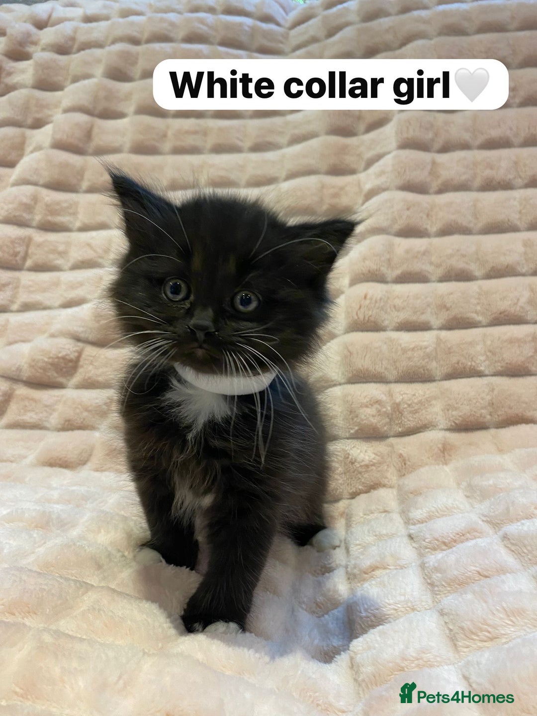 British Shorthair cats for sale: 7 stunning British shorthair cross kittens🩷🩵 - Image 10