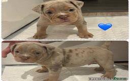 Olde English Bulldogge dogs for sale: Olde English bulldogge puppies  - Image 5