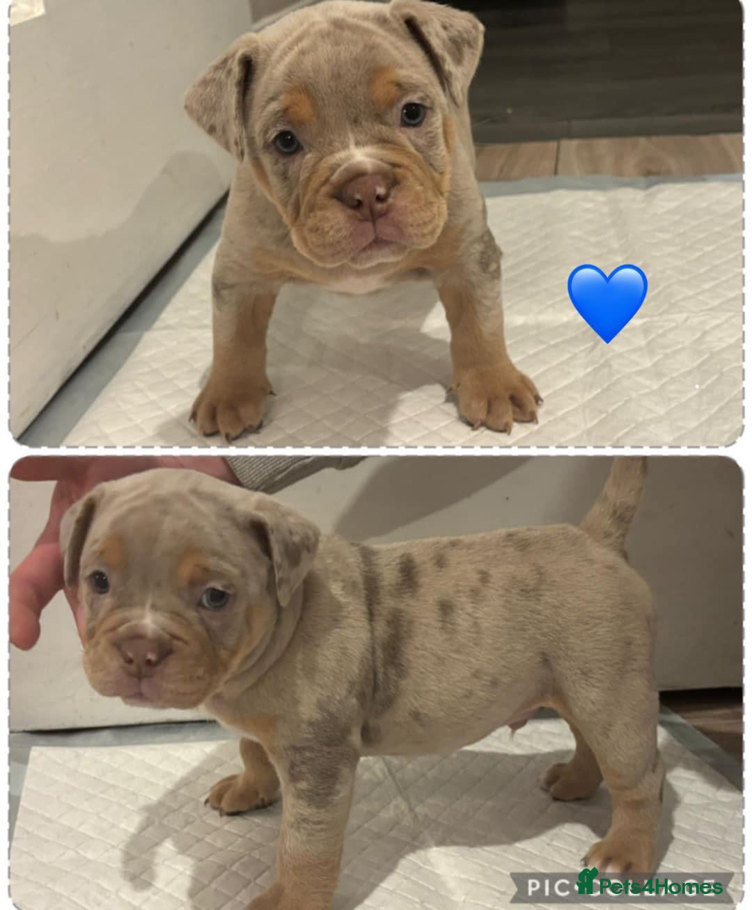 Olde English Bulldogge dogs for sale: Olde English bulldogge puppies  - Image 5