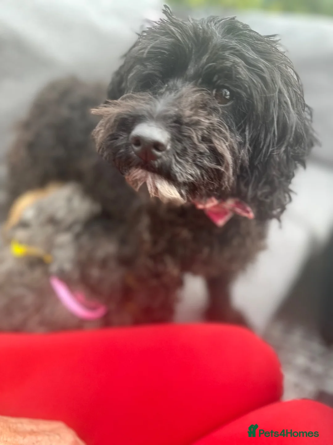 Cockapoo dogs for sale: Stunning Cockapoo puppies  - Advert 2
