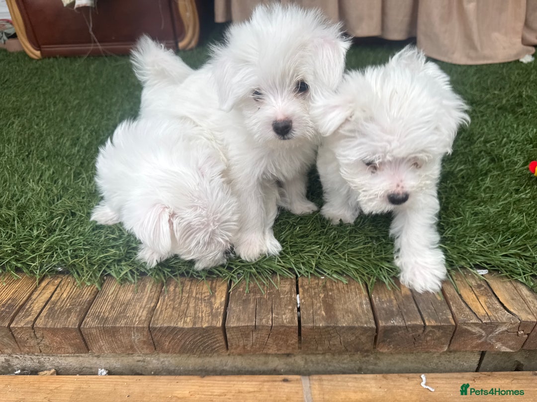 Bichon Frise dogs for sale: Adorable Pure Bichon Frise Puppy Now in London - Image 6
