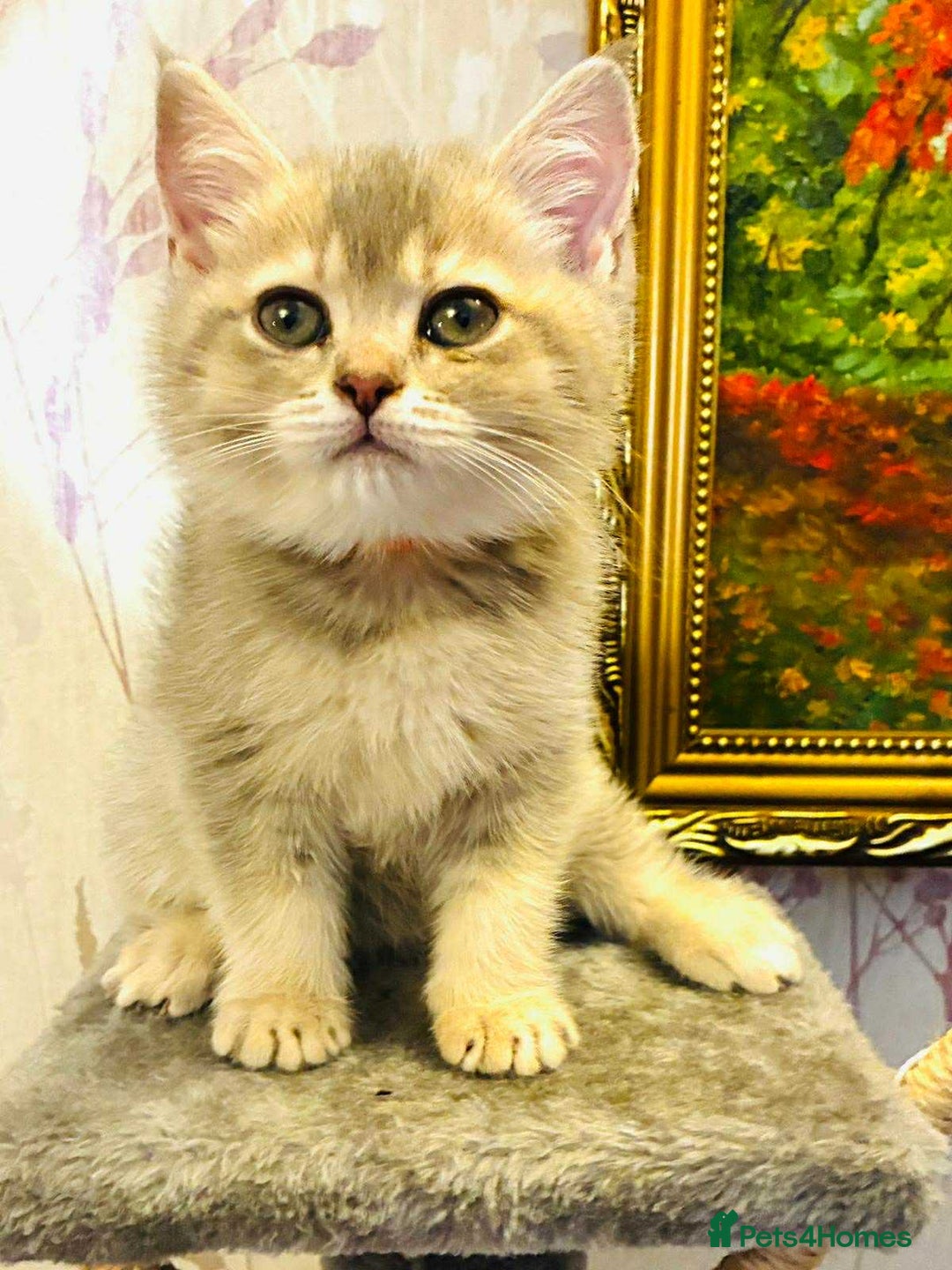 Scottish Fold cats for sale: 3 Scottish Fold Kittens for sale - Advert 8