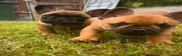 French Bulldog dogs for sale: Champion sired health tested standard line French  in Doncaster - Advert 5