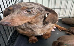 Dachshund dogs for sale: Miniature Dachshund 🐾 - Image 1