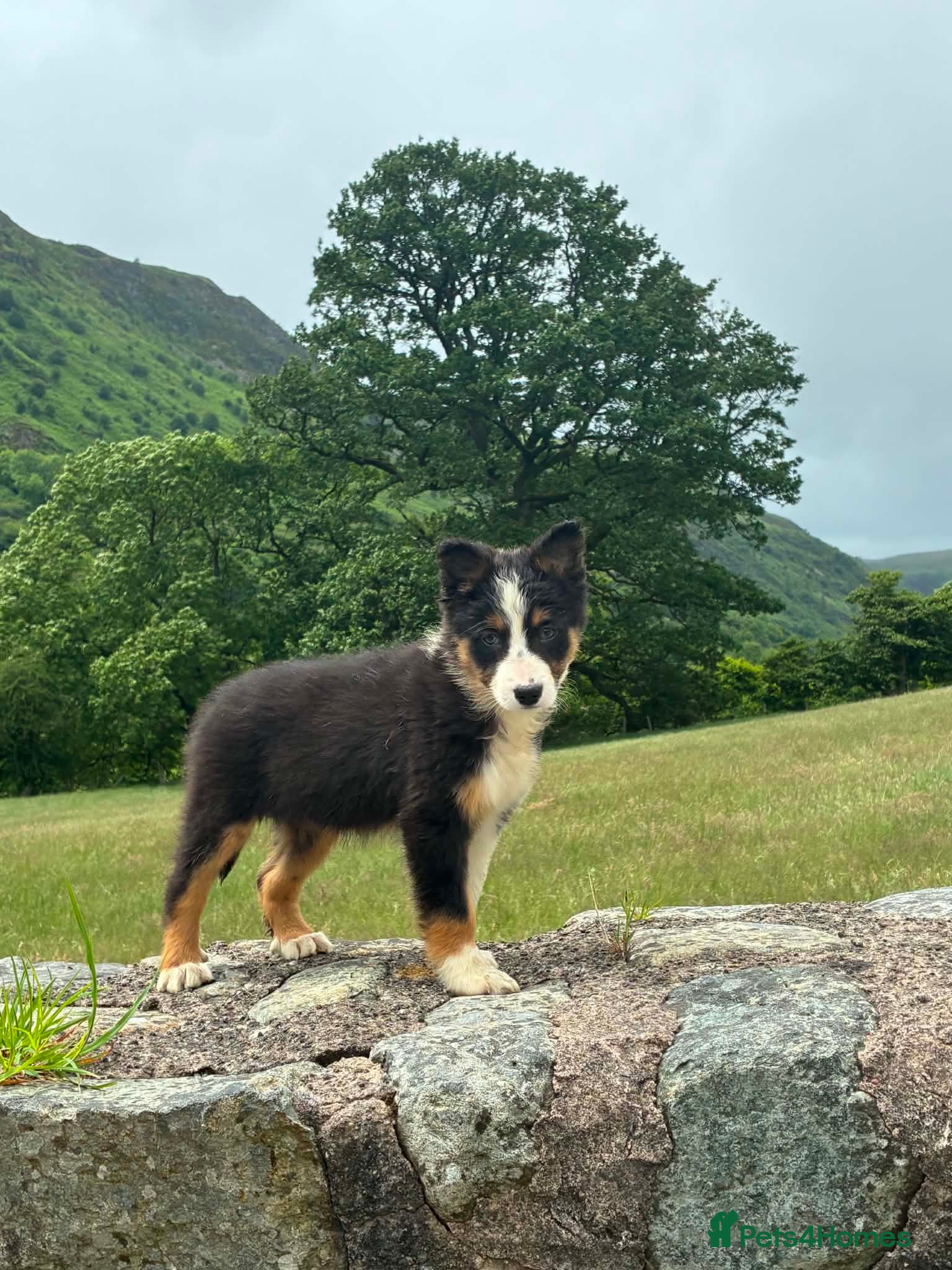 Border Collie dogs Border collie puppy - Advert 12